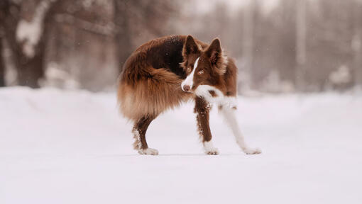 Puppy keeps best sale biting his tail